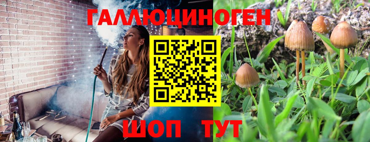 Выборг  Галлюциногенные грибы Psilocybine cubensis  Вход с VPN 